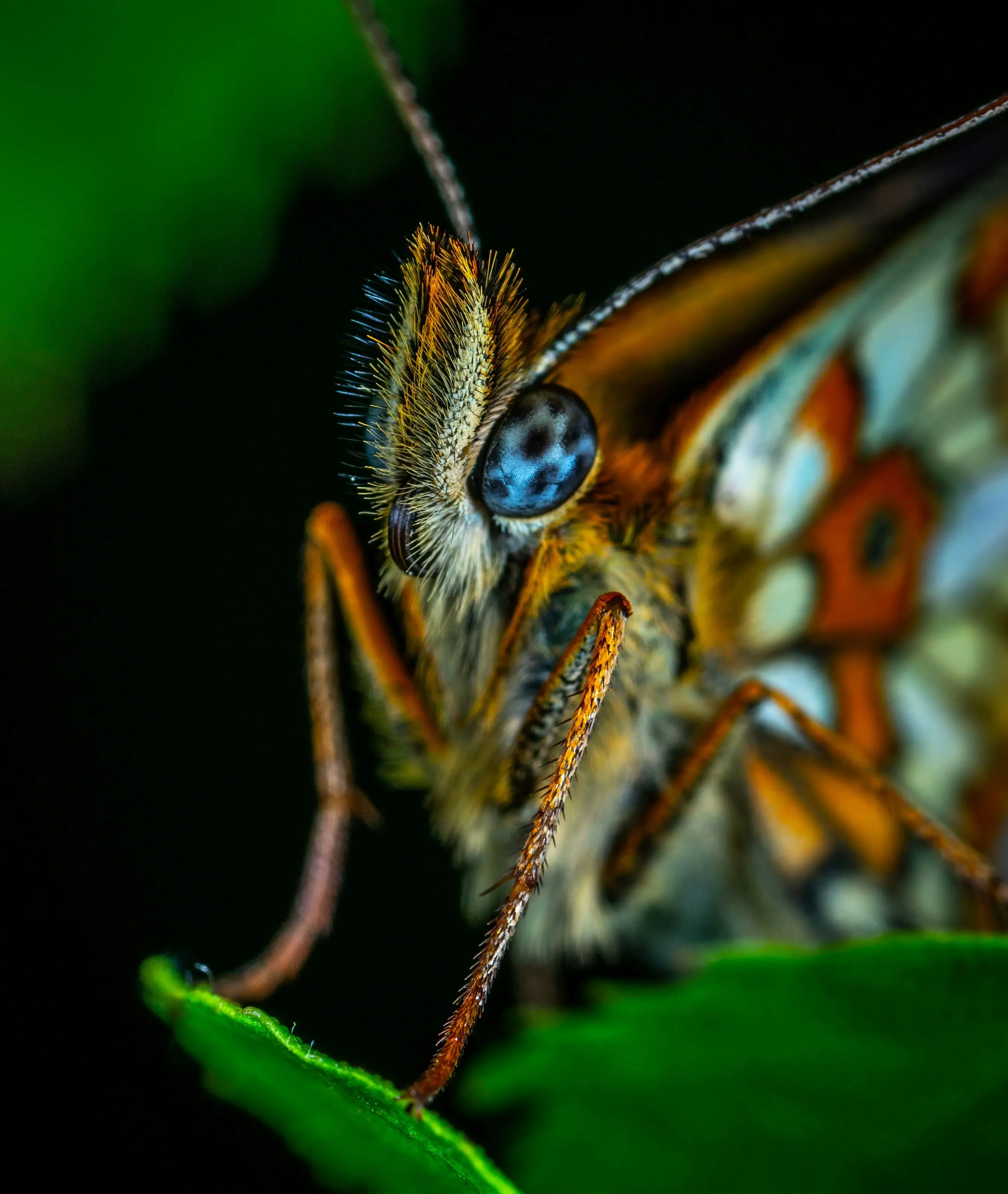 Gros plan sur le visage d'un papillon et ses antennes velues, sur une feuille verte avec un fond sombre.