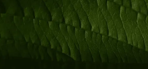 Close-up of a dark green leaf showing detailed veins and texture.