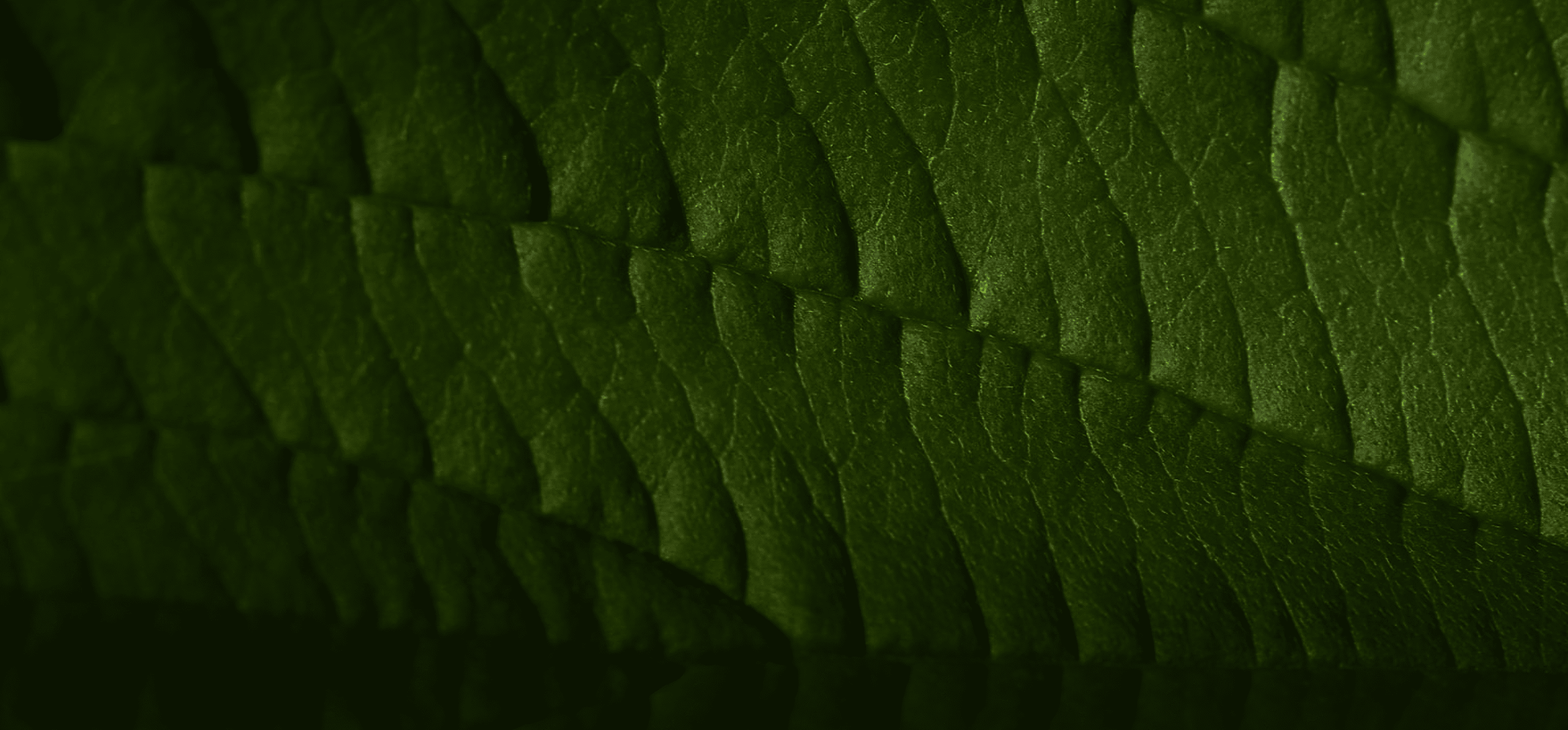 Close-up of a dark green leaf showing detailed veins and texture.