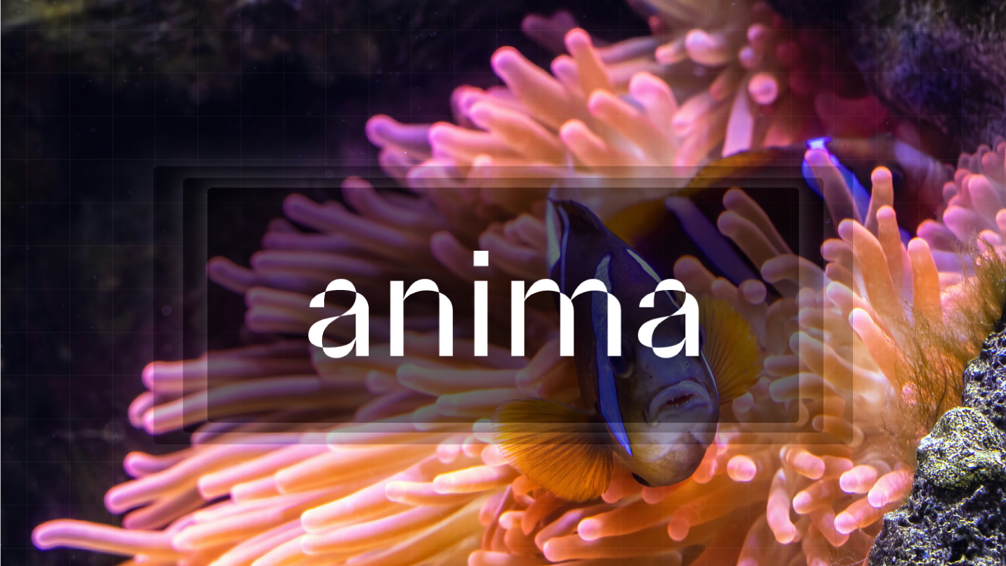 anima venture studio