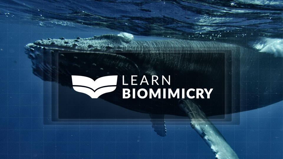 Learn Biomimicry presentation