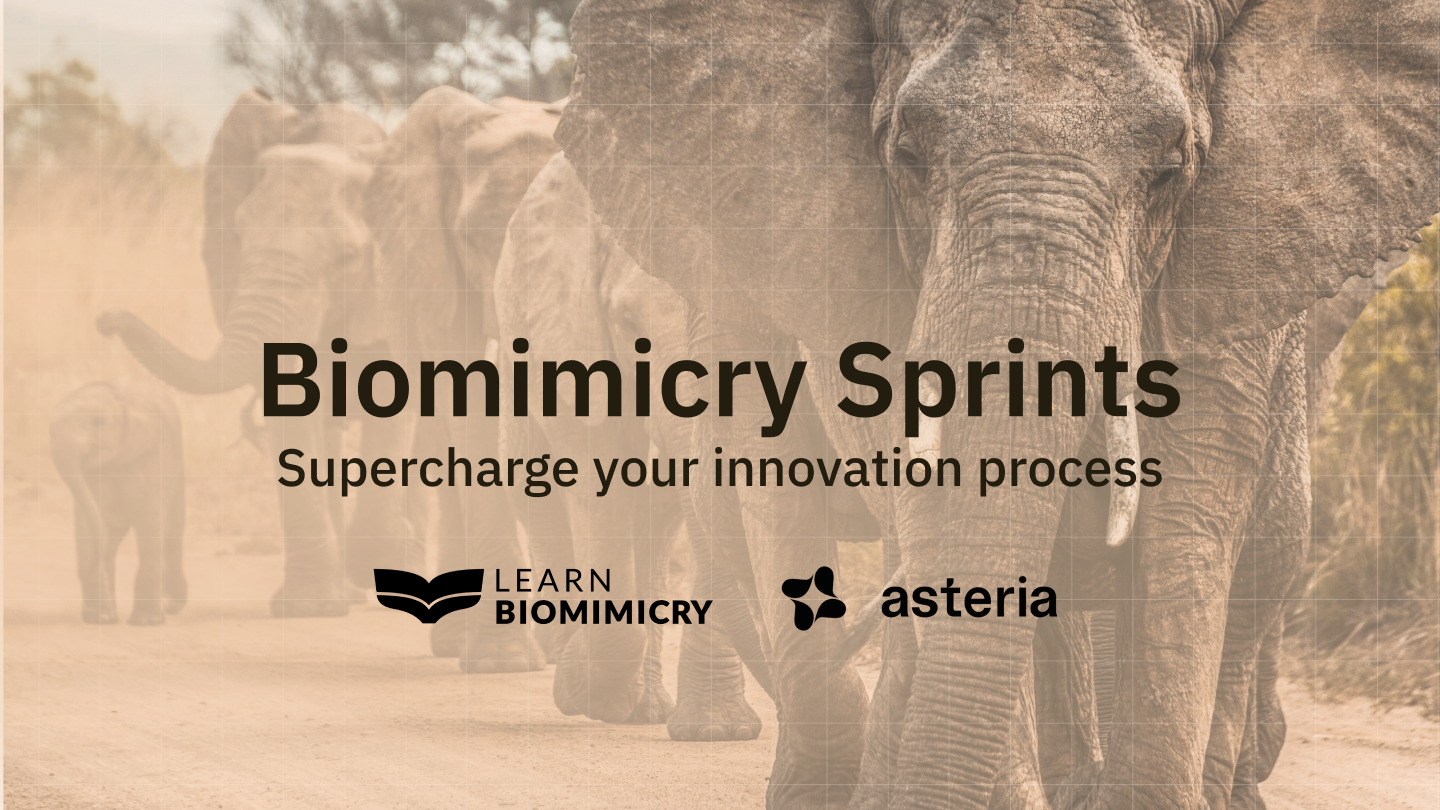 Biomimicry Sprints - Asteria & Learn Biomimicry collaboration