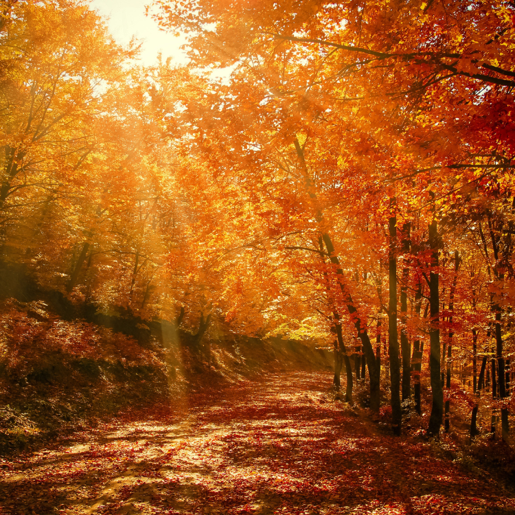 De herfst is begonnen: daarom is dit hét moment voor een thuisbatterij