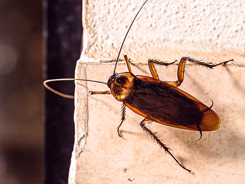 american cockroach in hoover al home