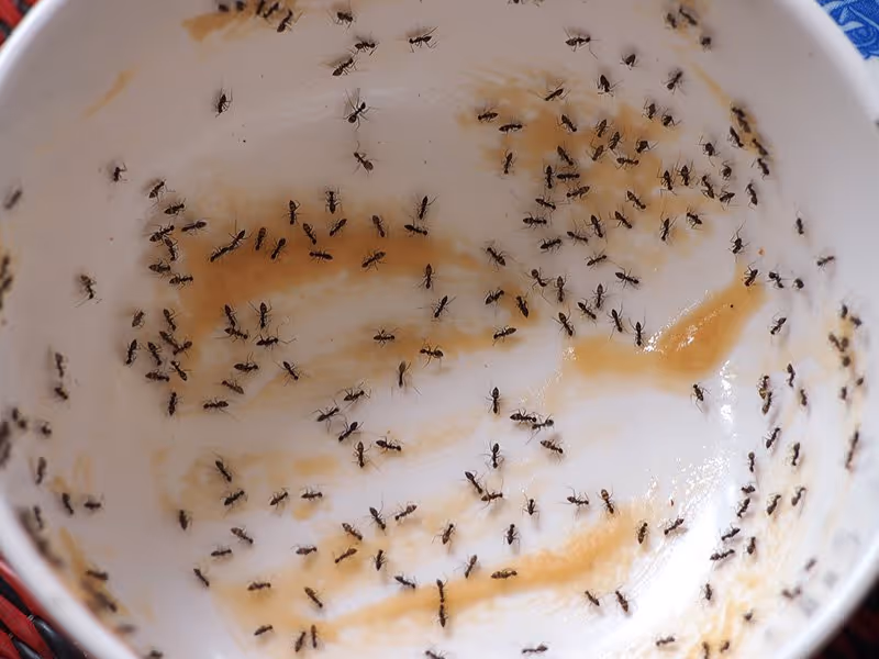 ants eating applesauce