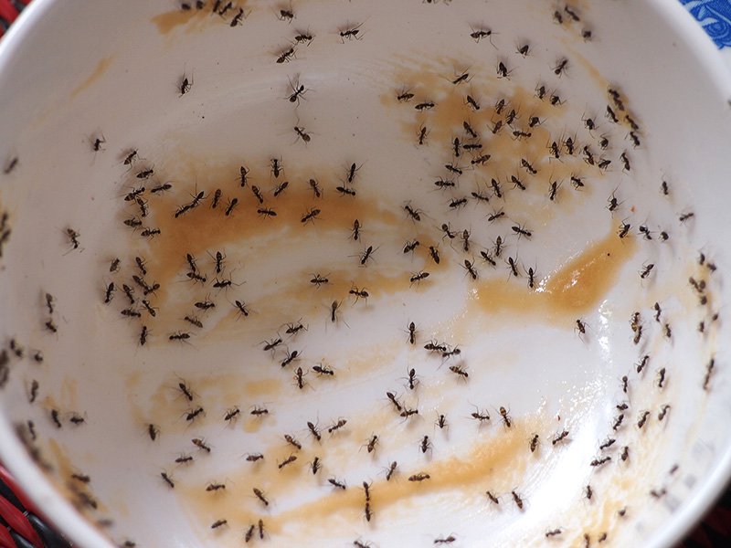 ants eating applesauce