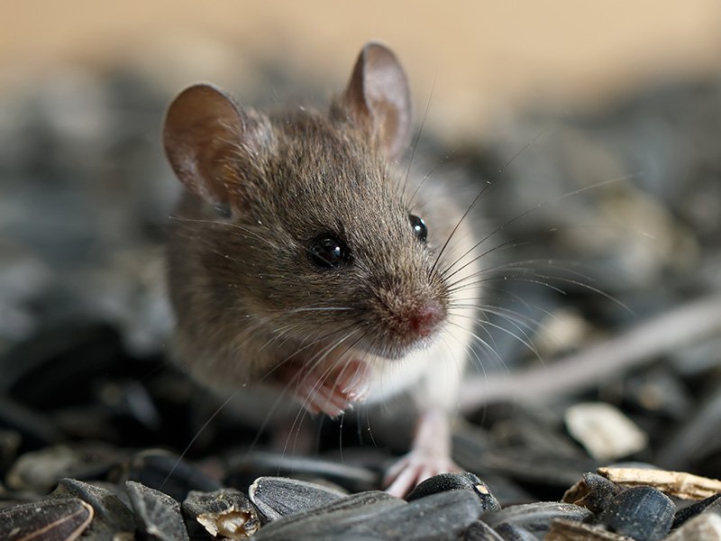 mouse near hoover home