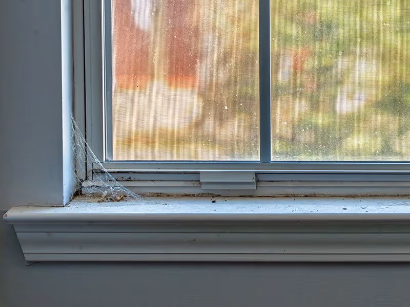 spider web in corner of window