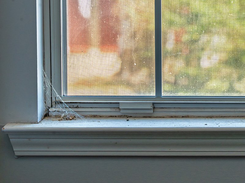 spider web in corner of window
