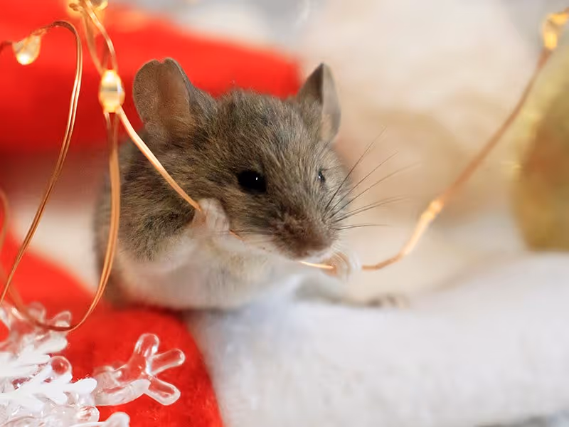 mouse chewing on lights
