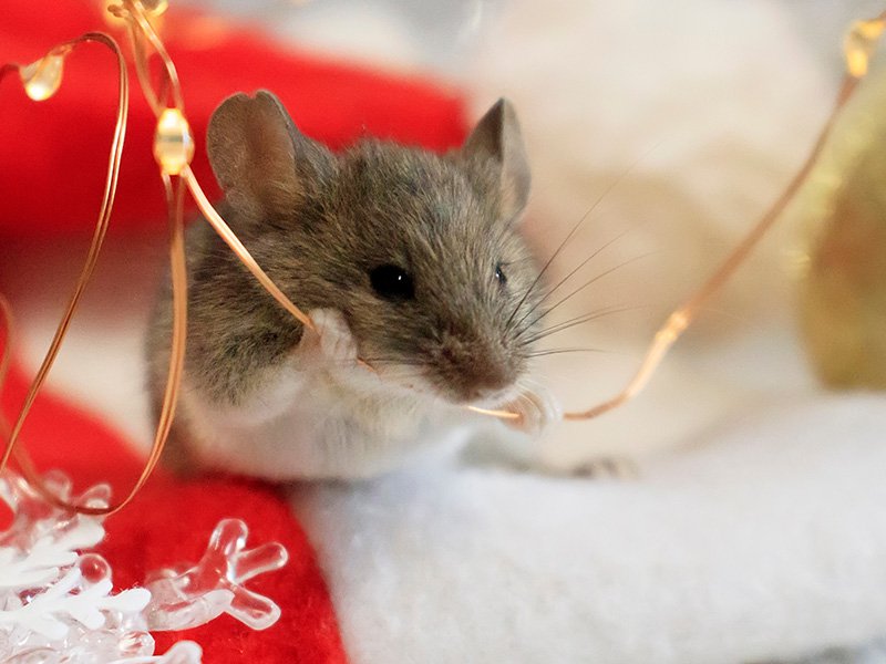 mouse chewing on lights