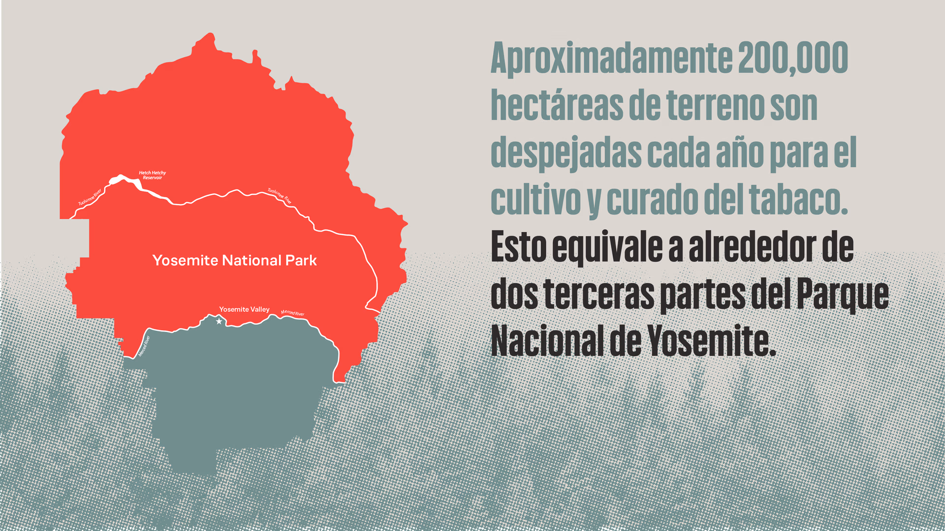 infografía de terrenos despejados para el cultivo y curado del tabaco.