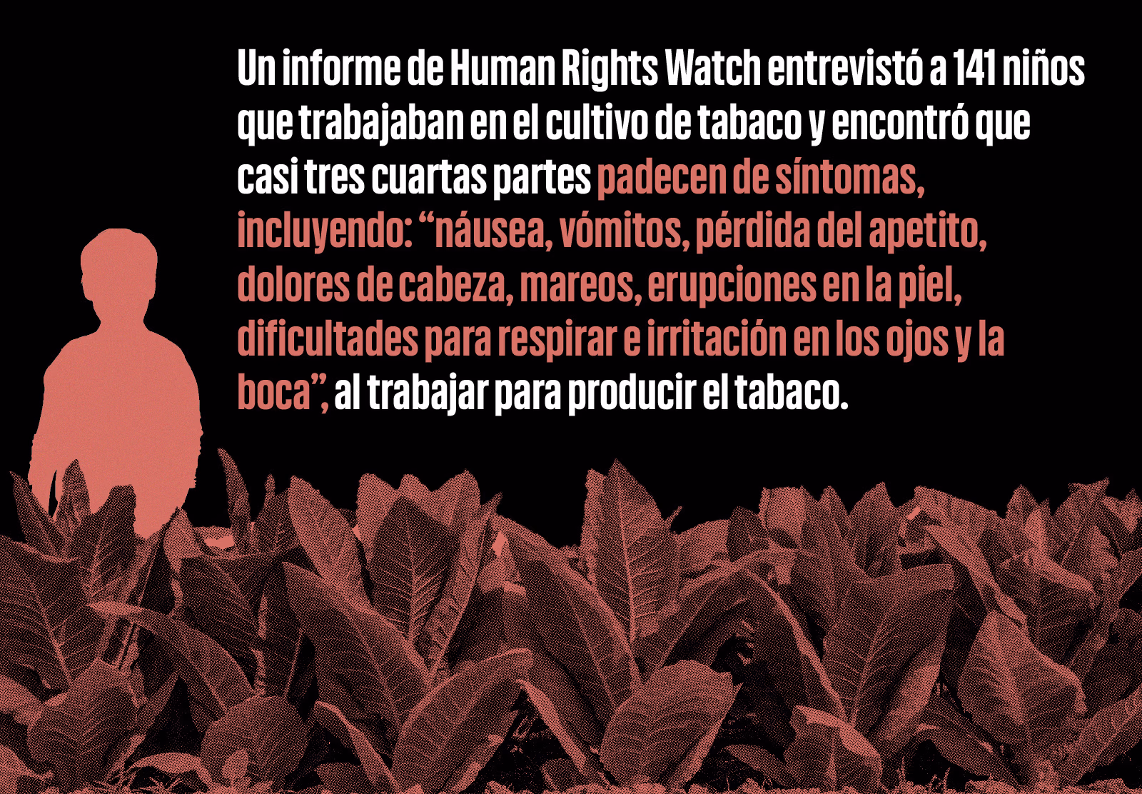 Infografía comparando el uso de terreno para el cultivo del tabaco a el cultivo de papa