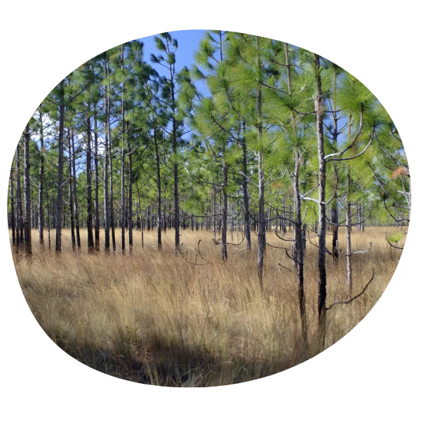 Mixed pine savannah including growing Longleaf pine at in
North Carolina.