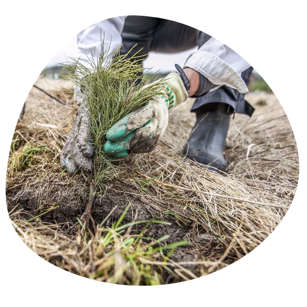 American Elm seedling being planted.North Carolina.