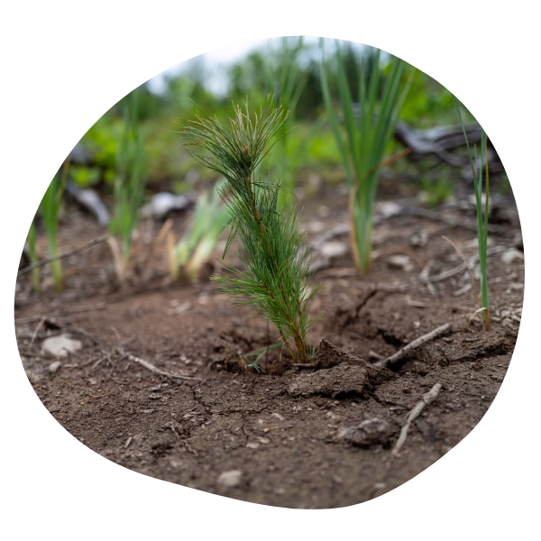 Pine seedling planted in the Northwoods in MN.