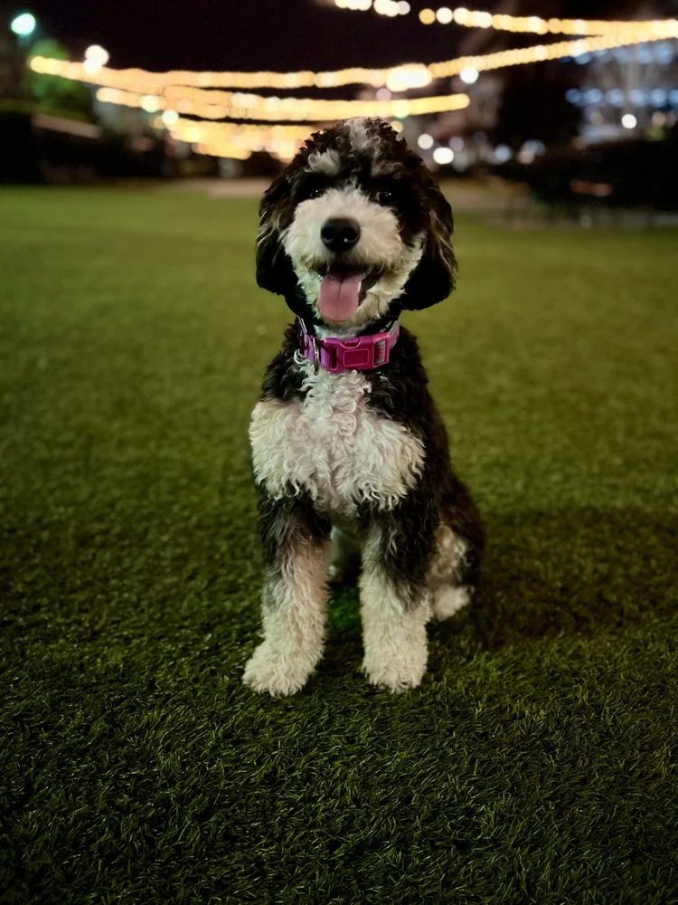 Bailey