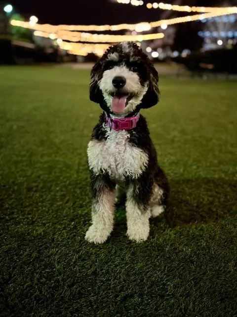 Bailey