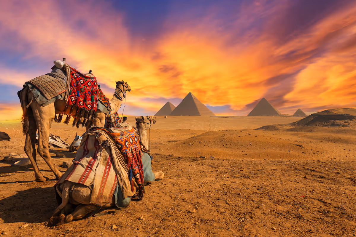 Two camels dressed for a dessert journey look to the pyramids of Egypt under a vibrant orange and purple sunset.