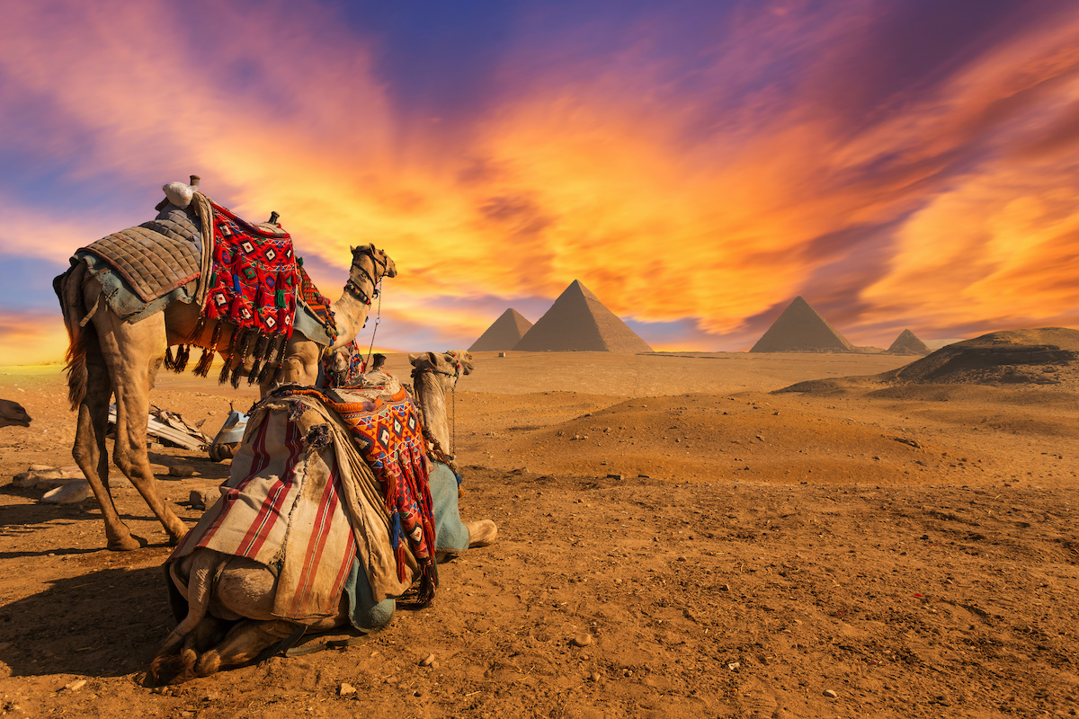 Two camels dressed for a dessert journey look to the pyramids of Egypt under a vibrant orange and purple sunset.