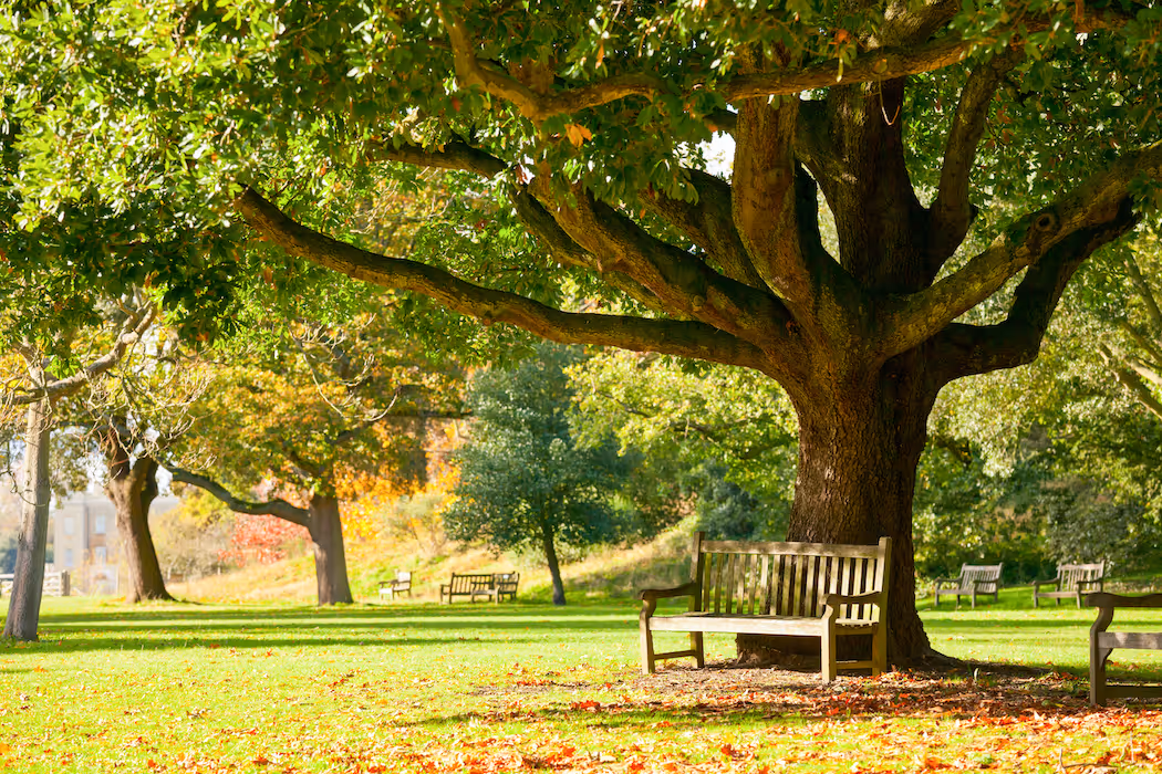 A large tree is shading a bench on a sunny day in a park. The tree is full with green leaves. In the distance more trees line a path through the grass. Some red leaves are scattered on the ground as fall is coming.