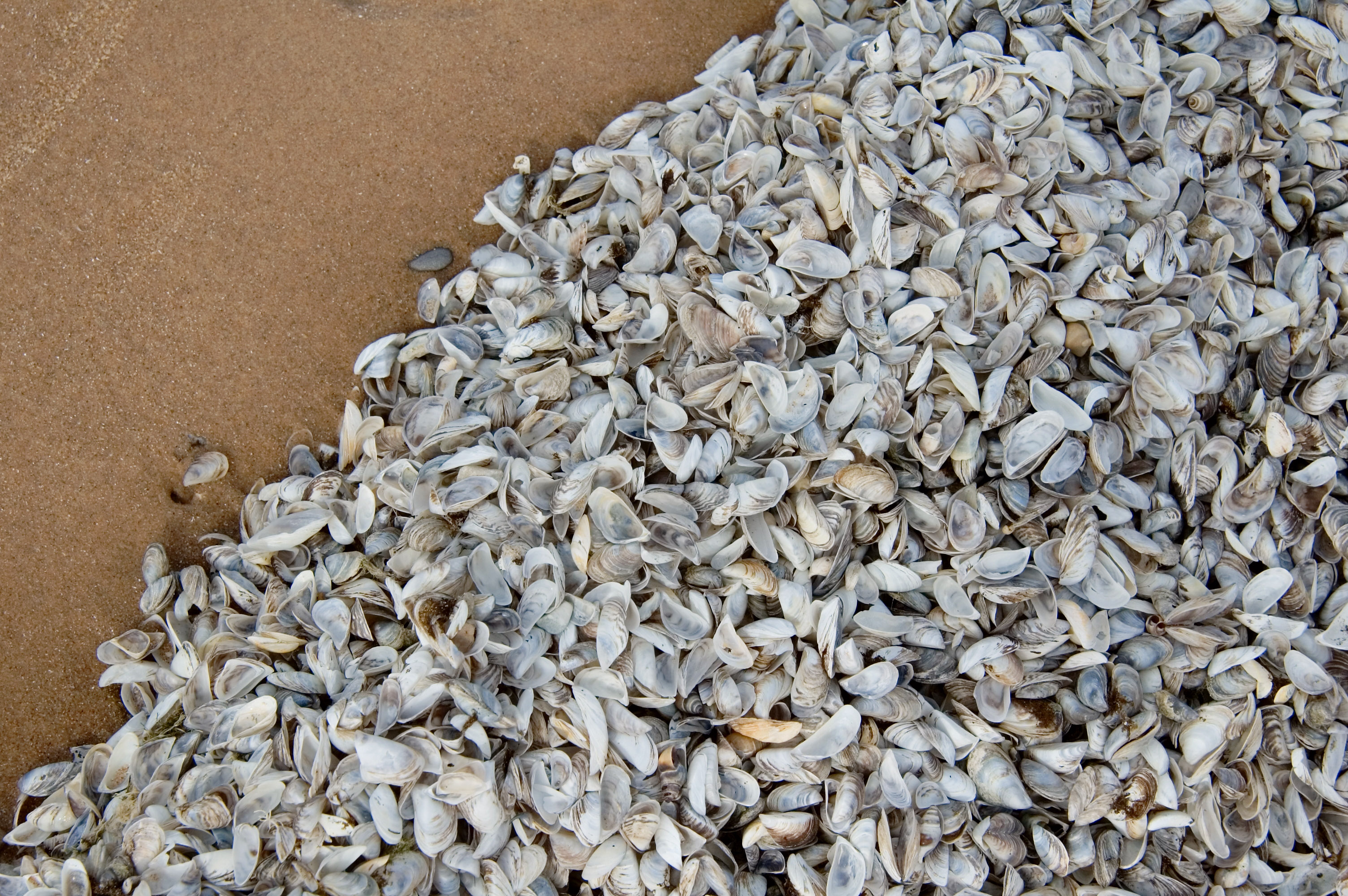 A large group of Zebra Mussels