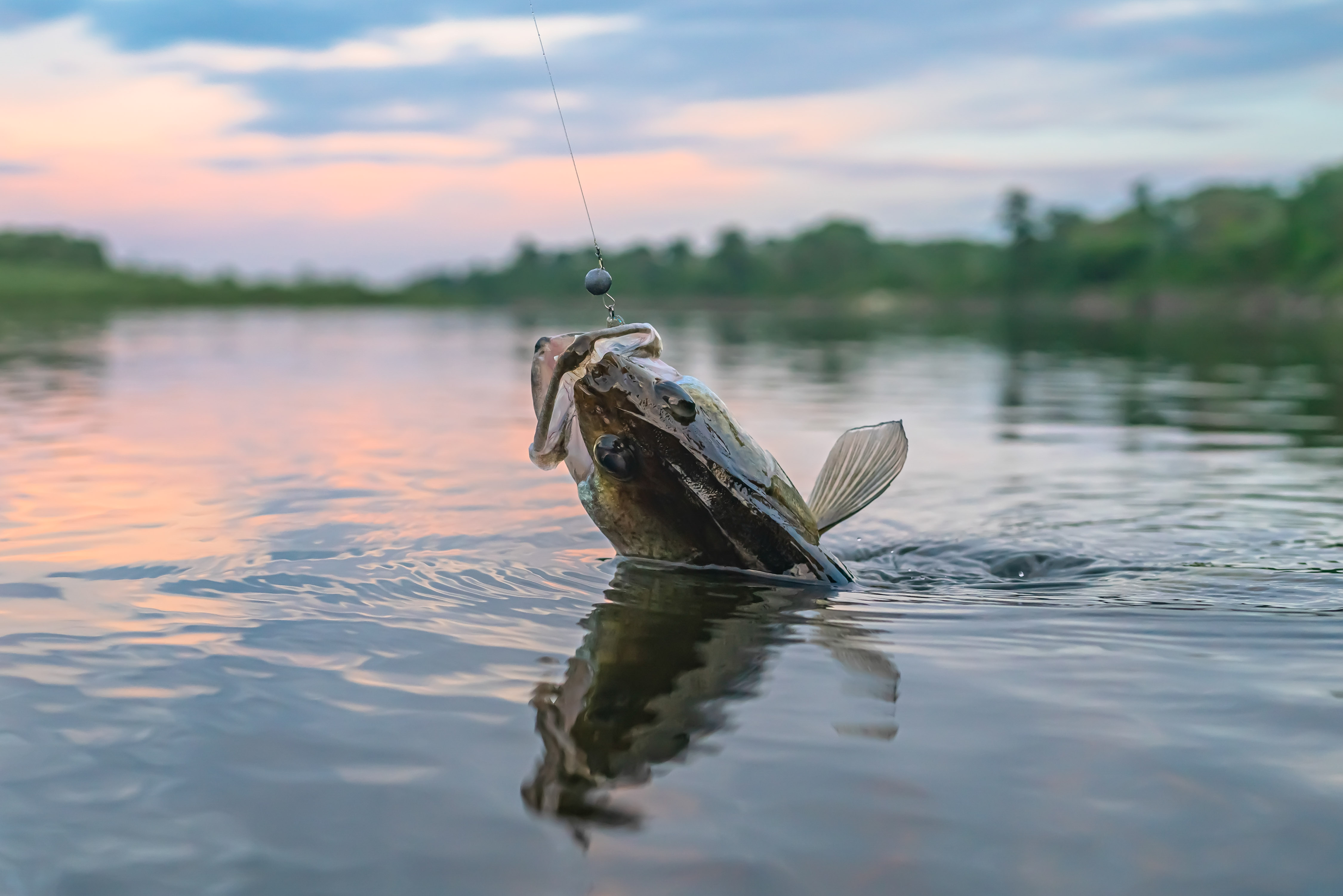 Walleye caught on fishing line
