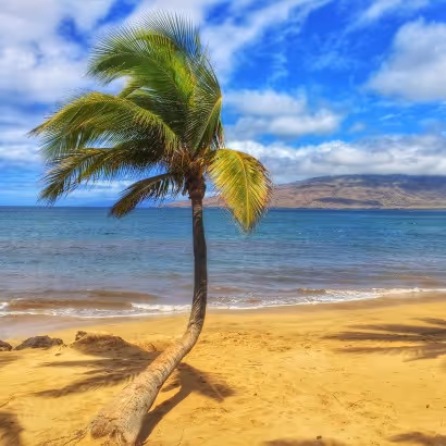 palm-tree-410x410