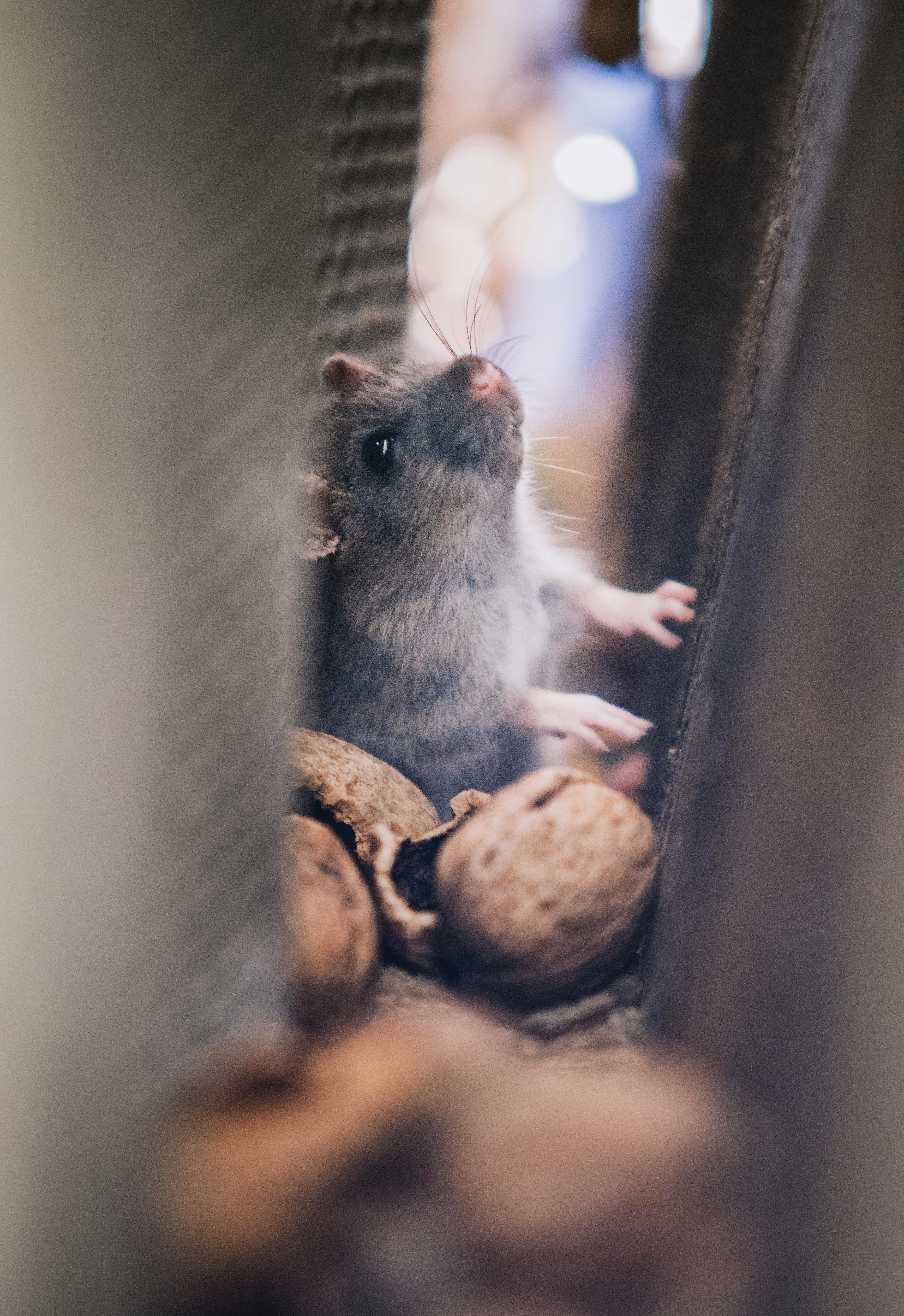 Small gray mouse nestled among cracked walnut shells in a narrow space.
