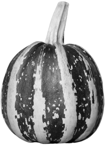 An heirloom pumpkin