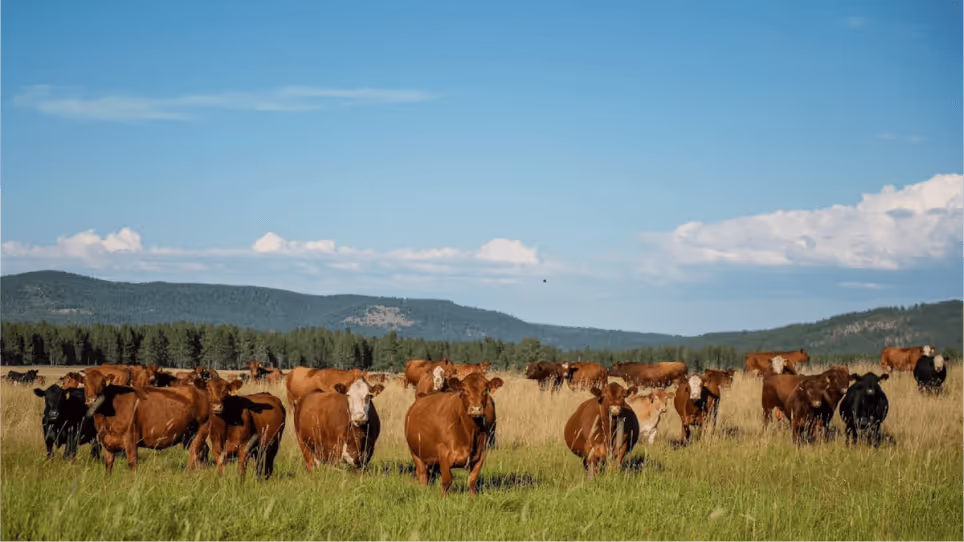 Ranch Management