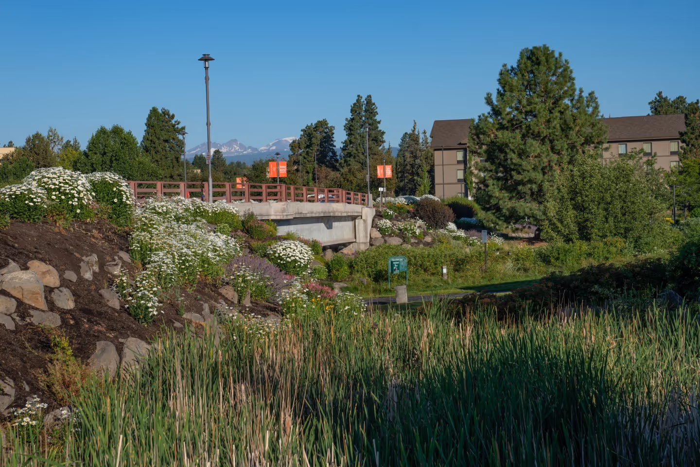 A landscaped area with lush green foliage, native grasses, and a small creek under a blue sky.
