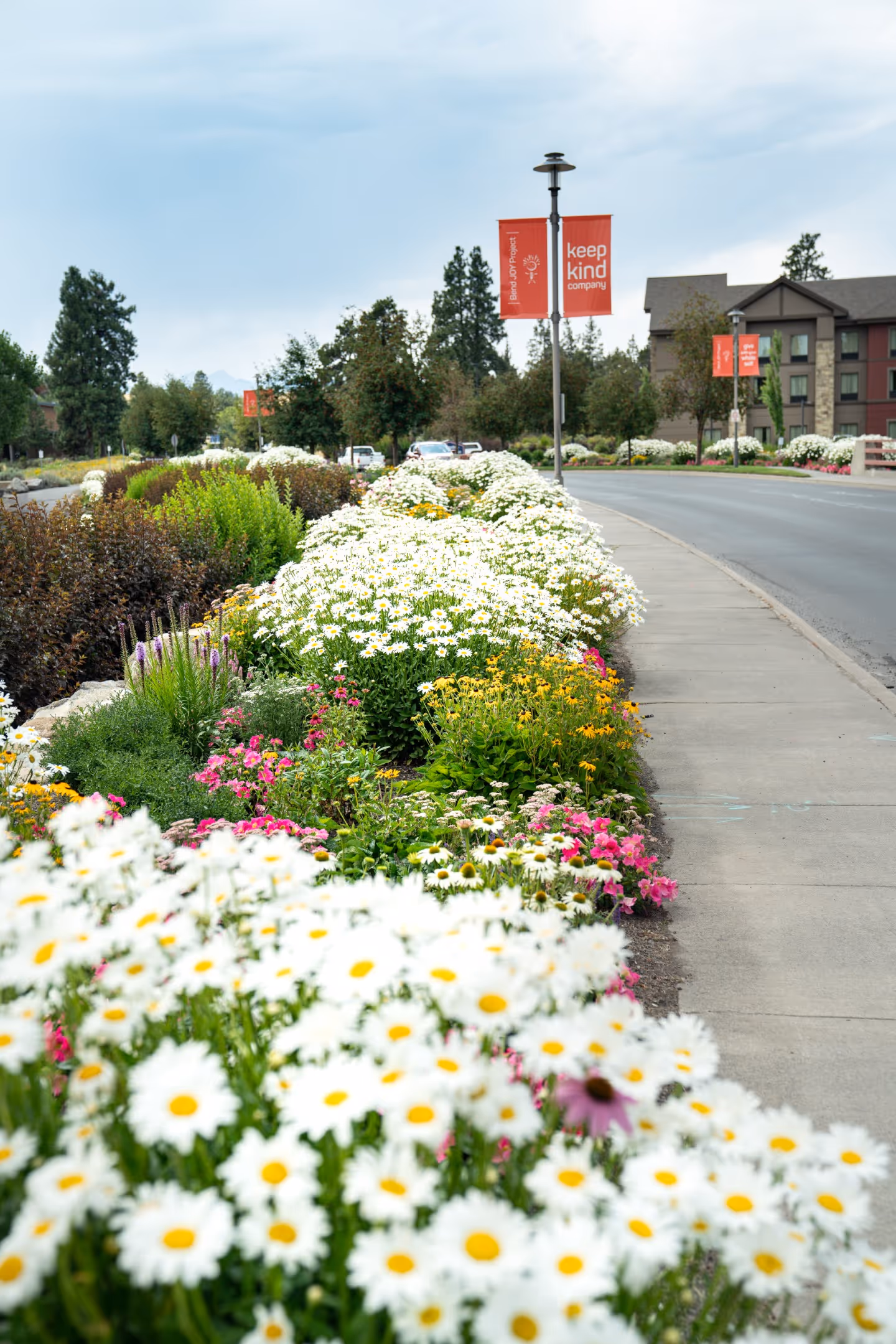 A paved walkway lined with a thick border of white and yellow daisies, leading towards a building with red banners.