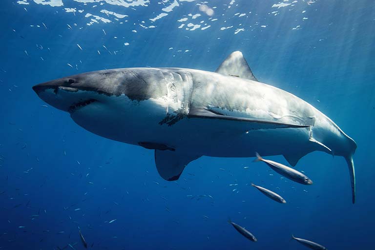 A shark representing the investors from the hit show Shark Tank and an update on the company Verbalizeit