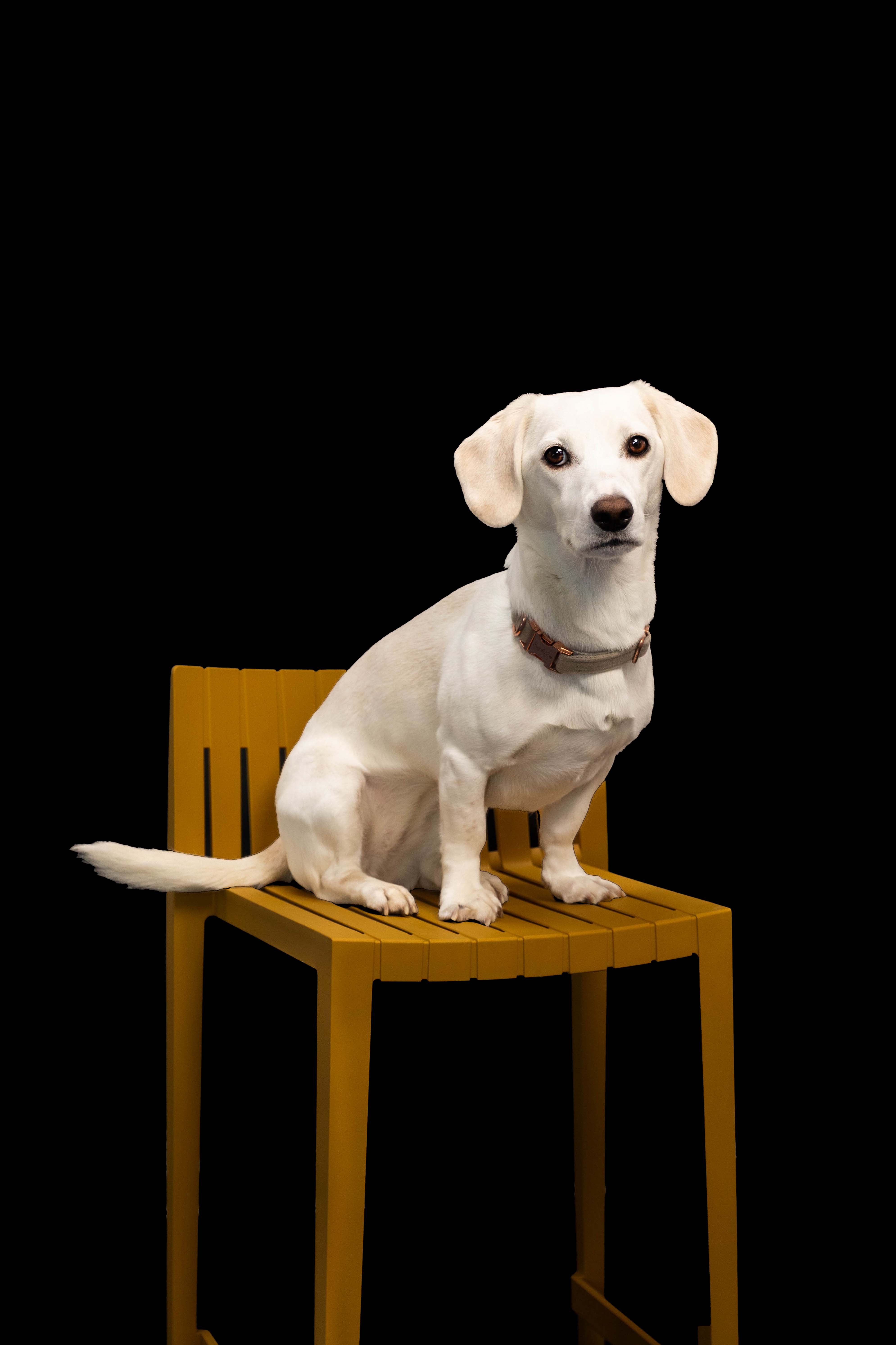 Kleiner weißer Hund mit beigen Ohren sitzt auf einem orangefarbenen Holzstuhl vor schwarzem Hintergrund.