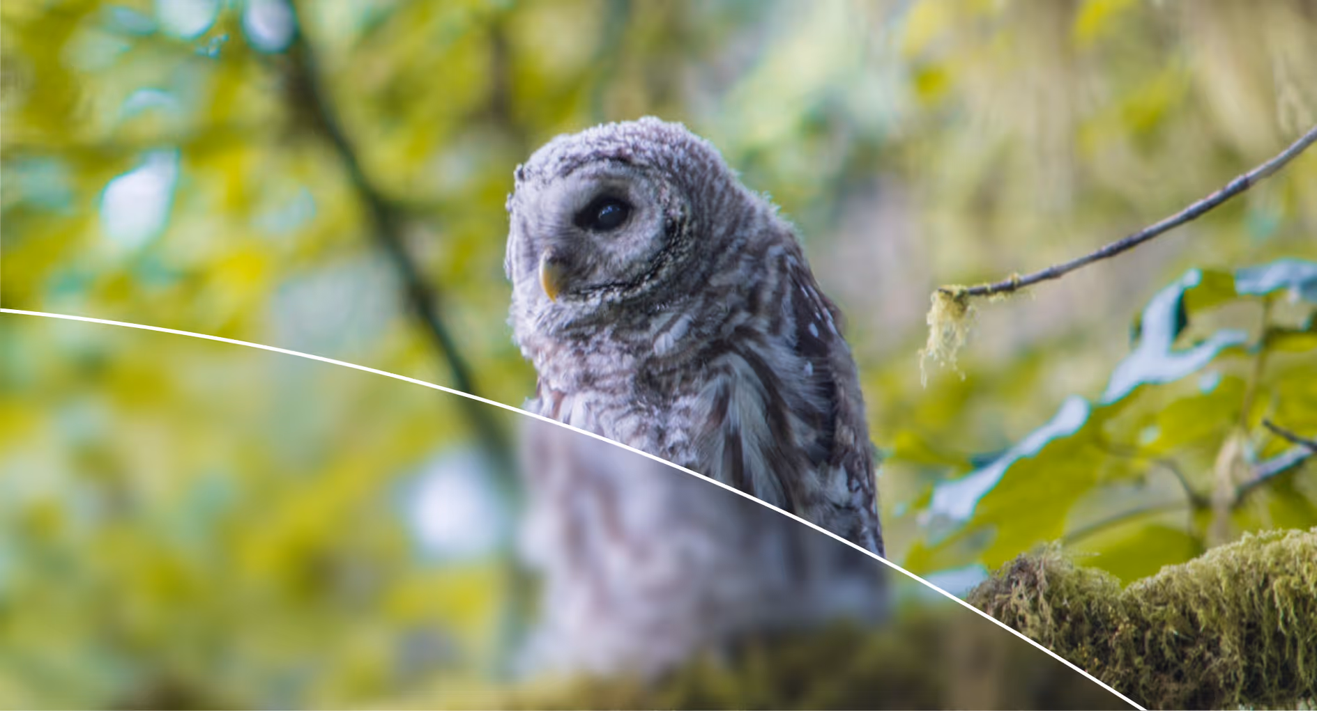 An owl is in the background, with a section blurring the bottom half of the image in the foreground. 
