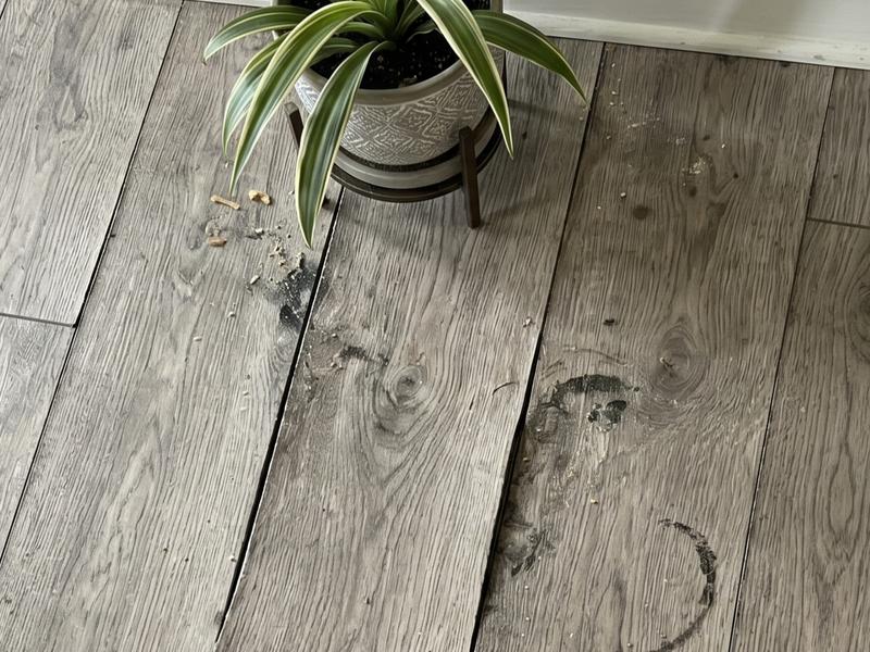 Wood floor with black smudges and warped boards near a potted plant on a wooden stand.