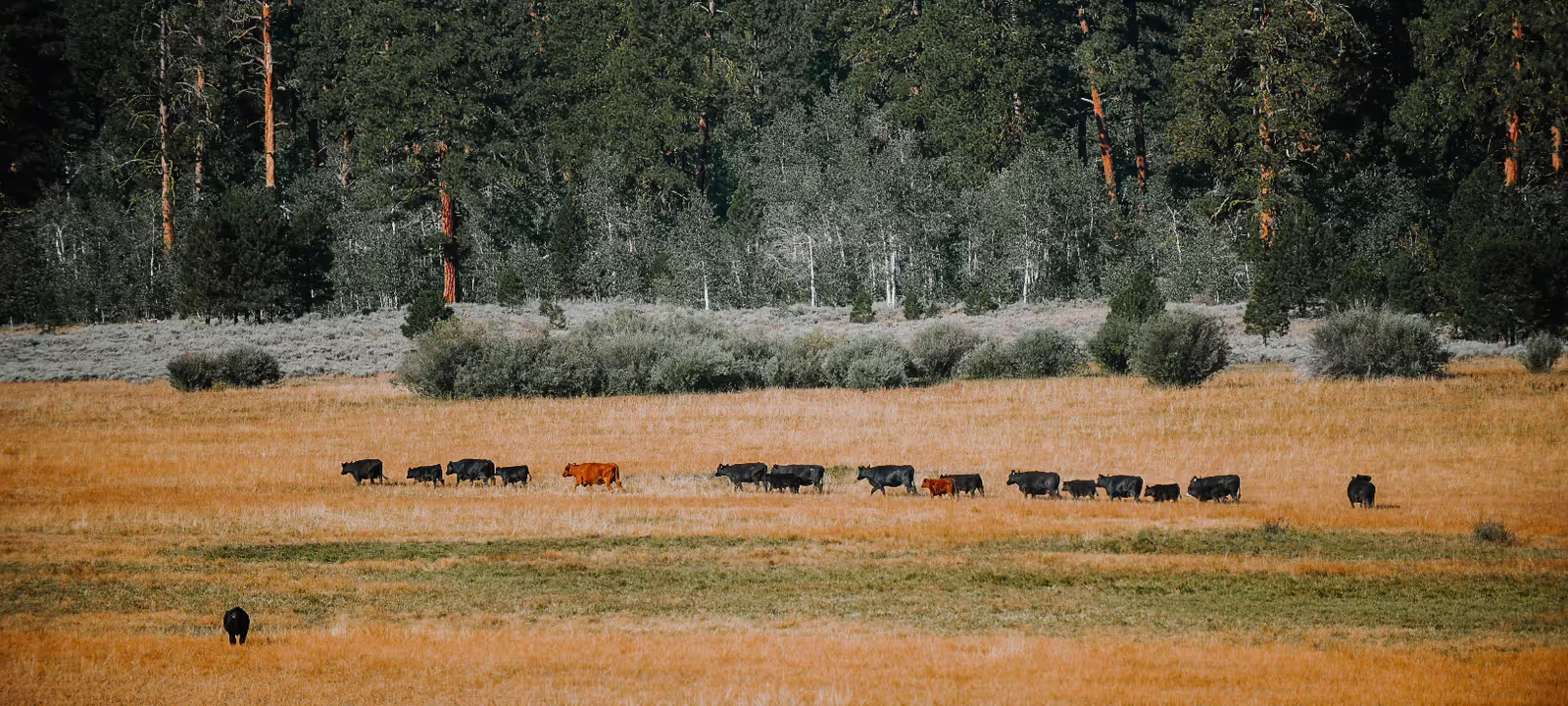 Country Natural Beef