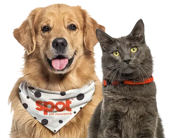 A golden retriever wearing a ‘Spot Pet Insurance’ polka-dot bandana and a gray cat with an orange collar, both facing forward.