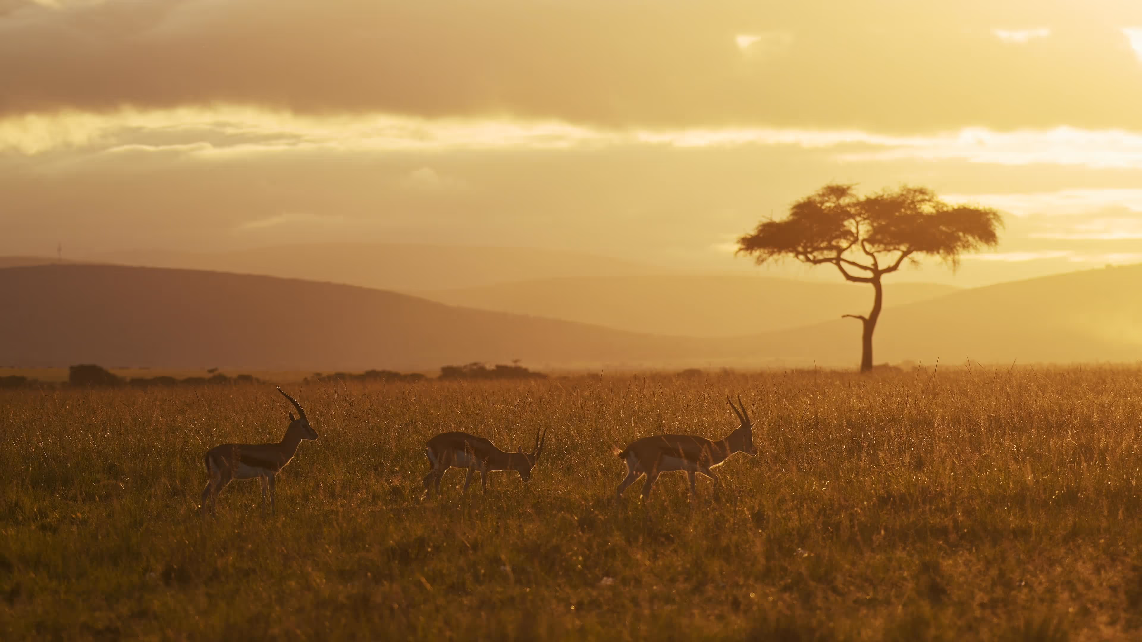 Africa & Indian Ocean VANDEN