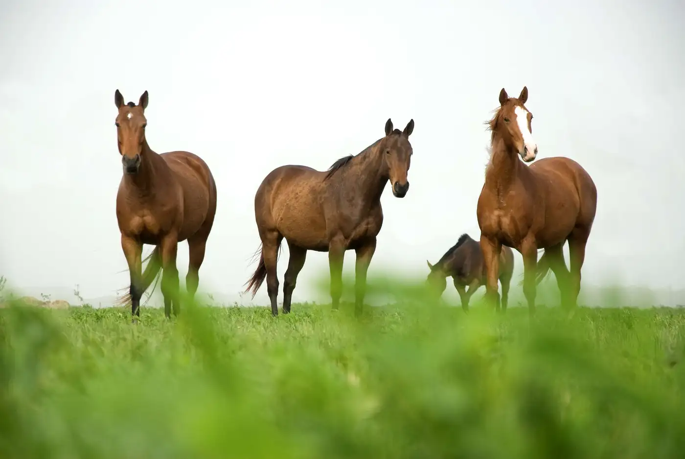 Hotel suite interior