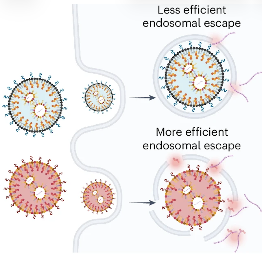 Diagram showing the effectiveness of Endosomal escape without side effects.