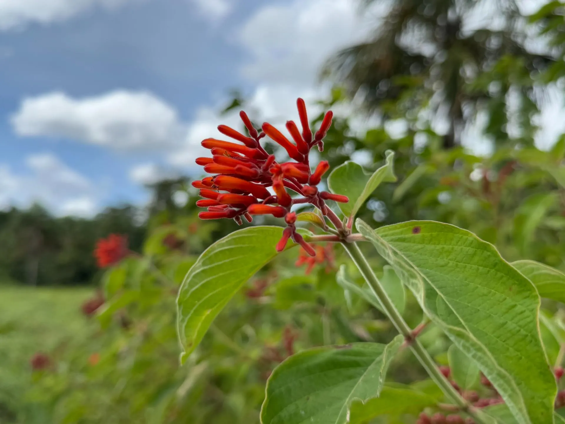 Close-up of a cluster of small tubular red flowers with green leaves and a blurred outdoor background.