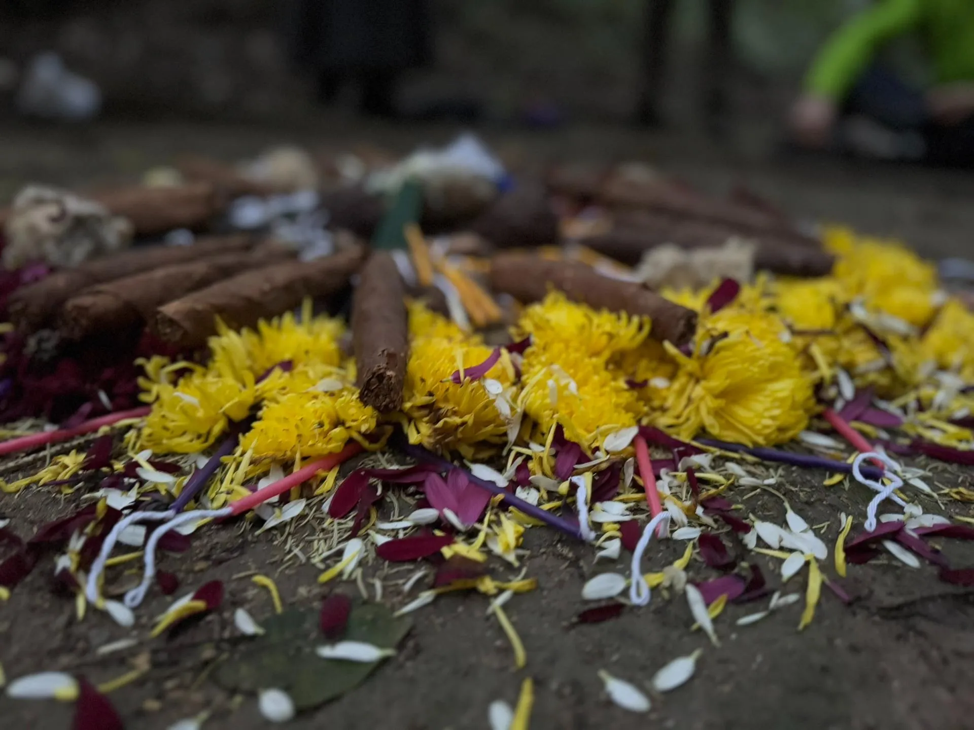 Close-up of yellow and purple flower petals scattered on the ground with brown incense sticks laid on top.