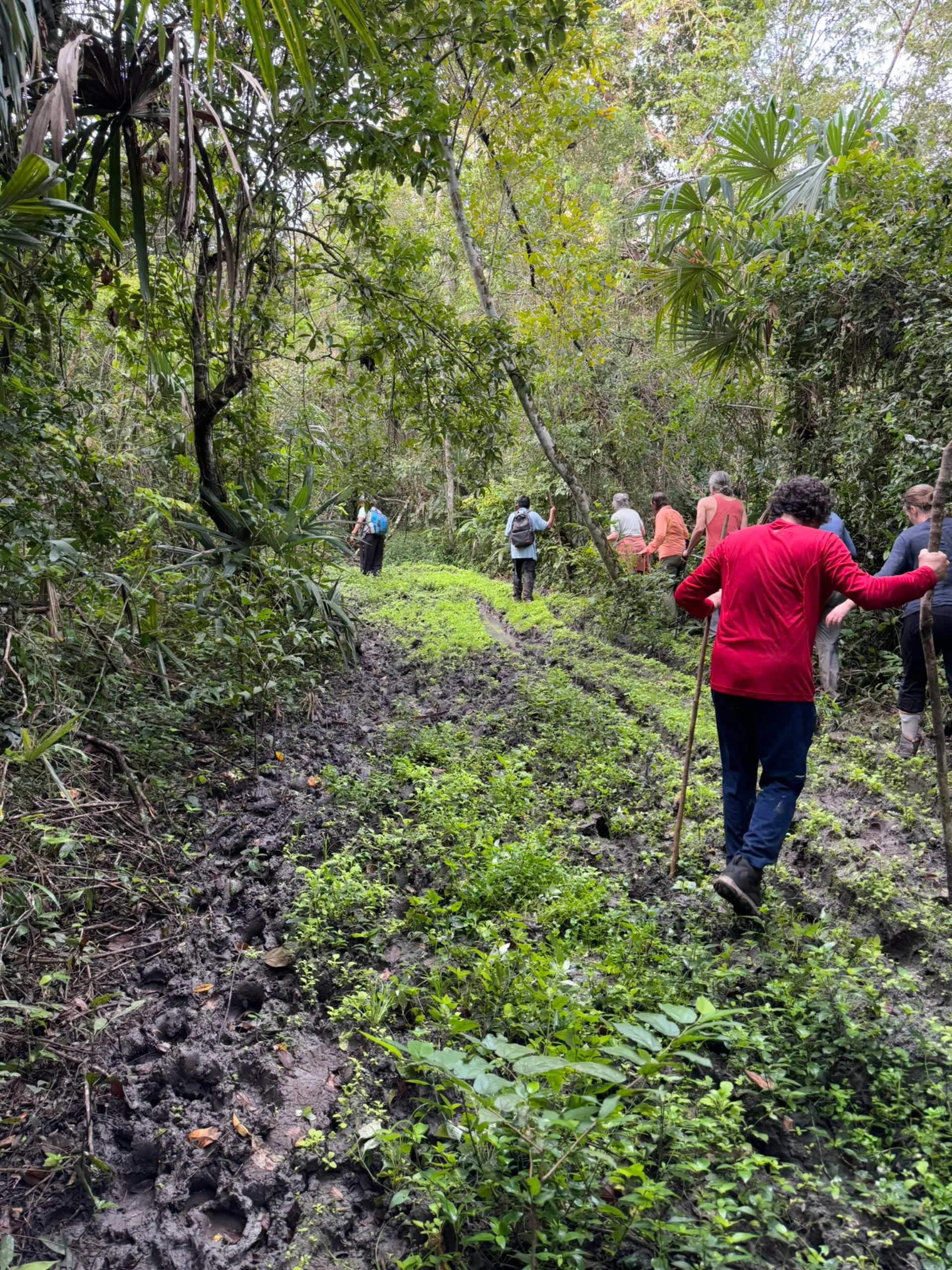 Group of people hiking on a muddy, green forest trail surrounded by dense vegetation.