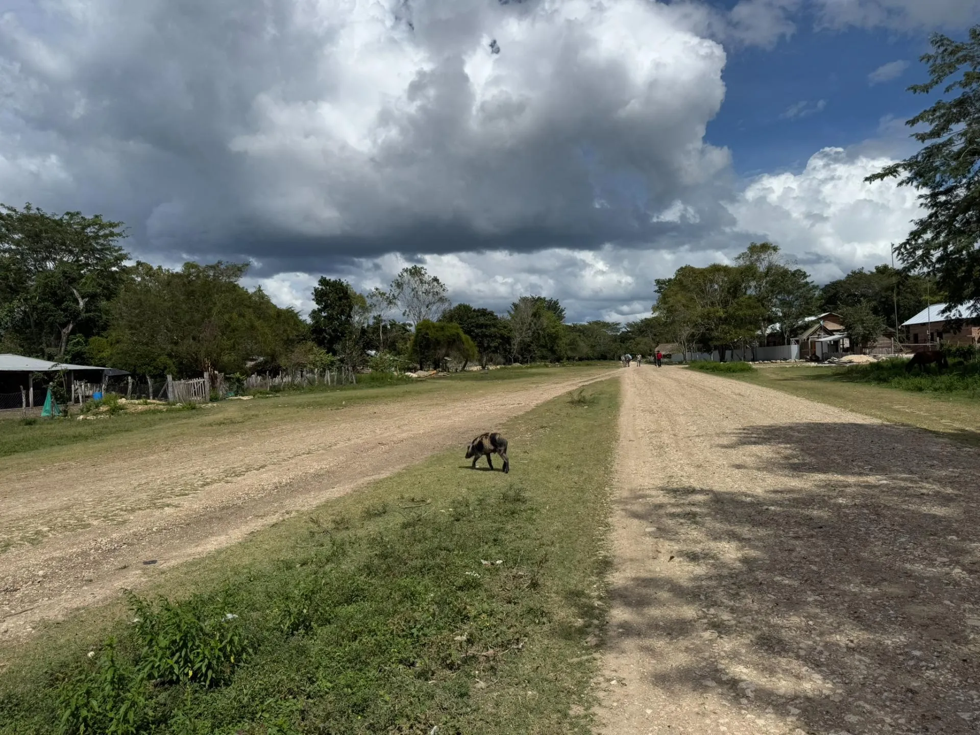 Rural dirt road stretching into the distance with a monkey walking in the grassy median under a cloudy sky.