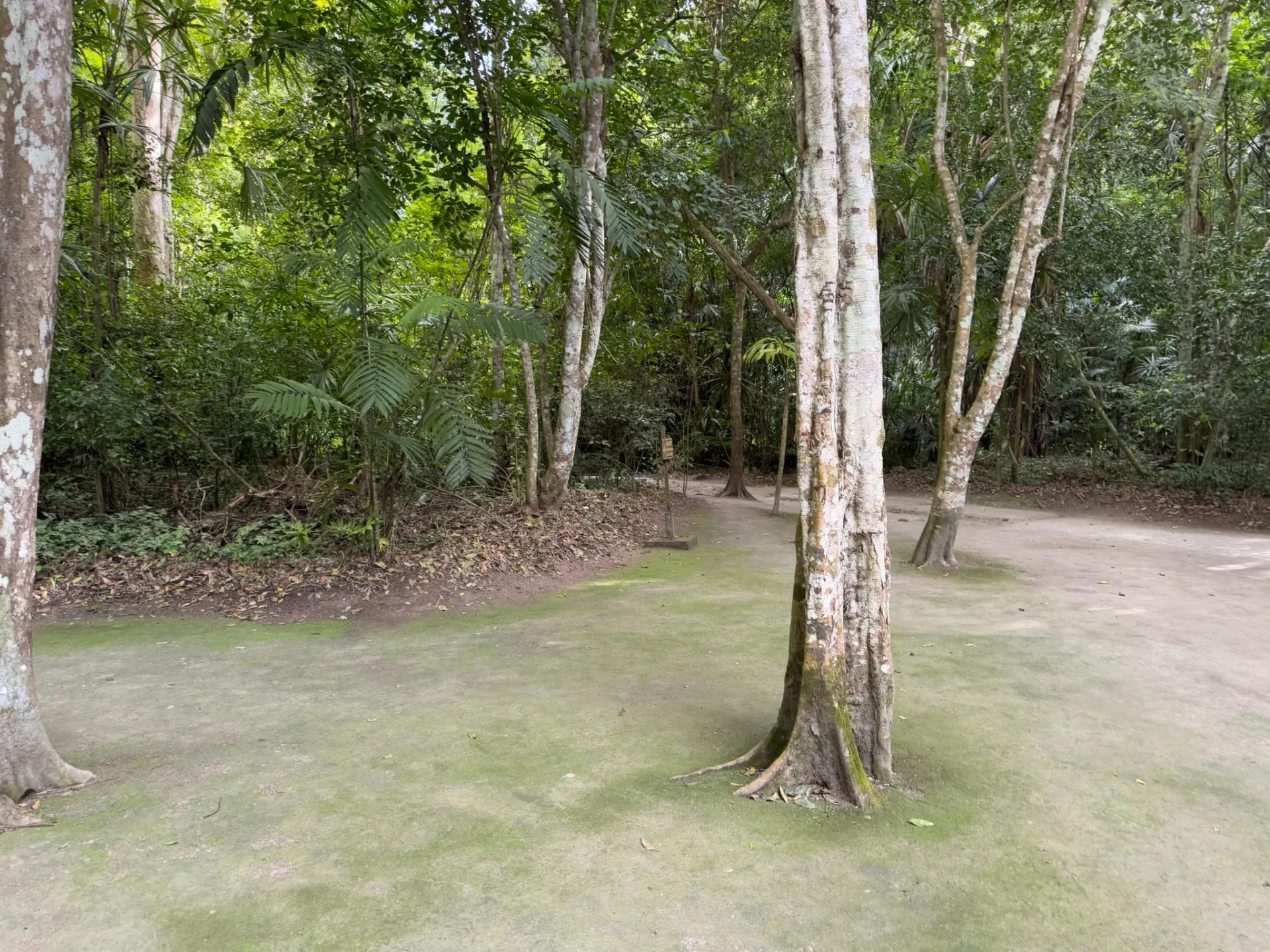 Forest clearing with several tall trees standing on a patch of mossy ground surrounded by dense green foliage.