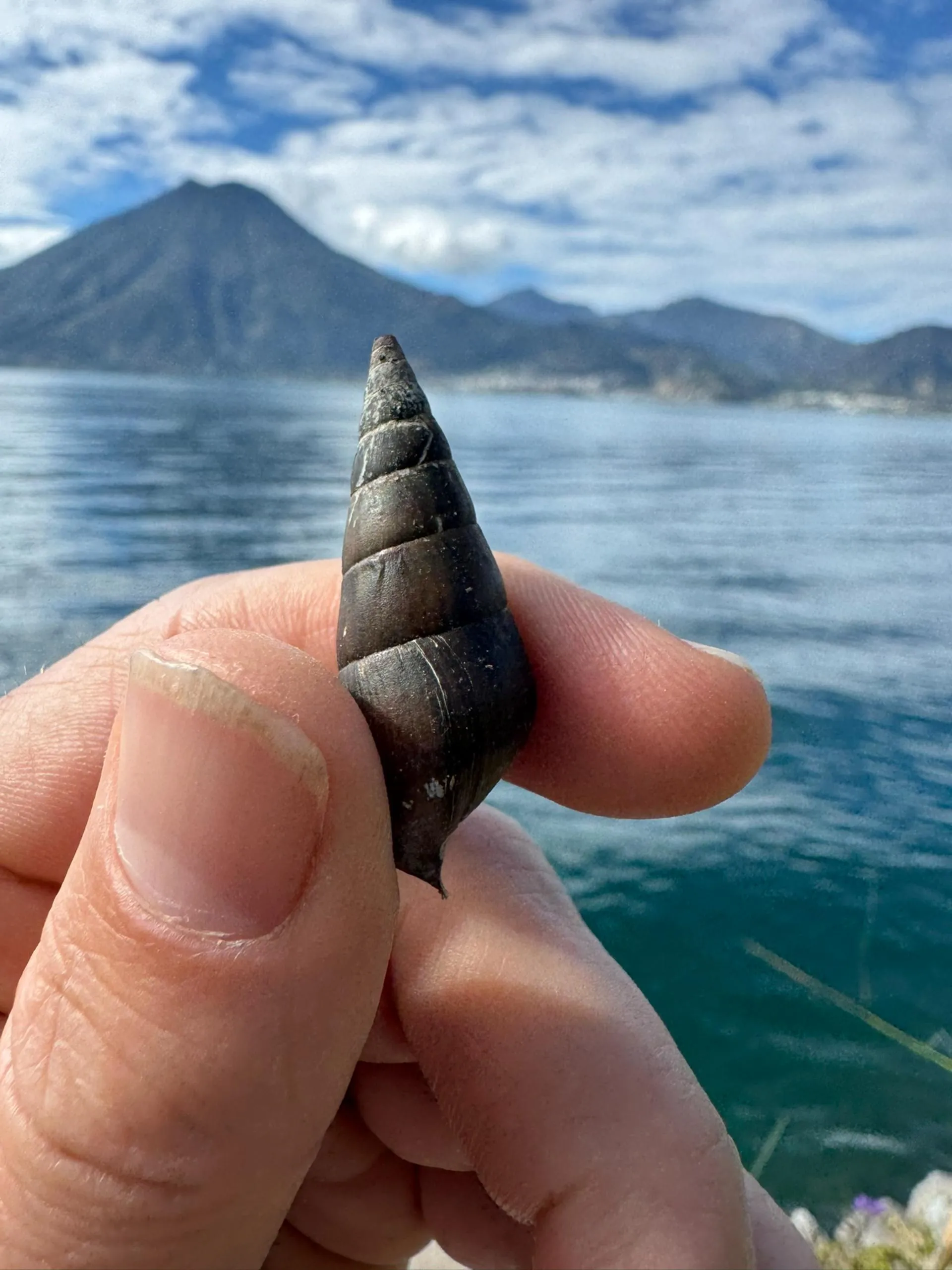 Hand holding a small dark spiraled seashell with a mountainous lake landscape in the background.