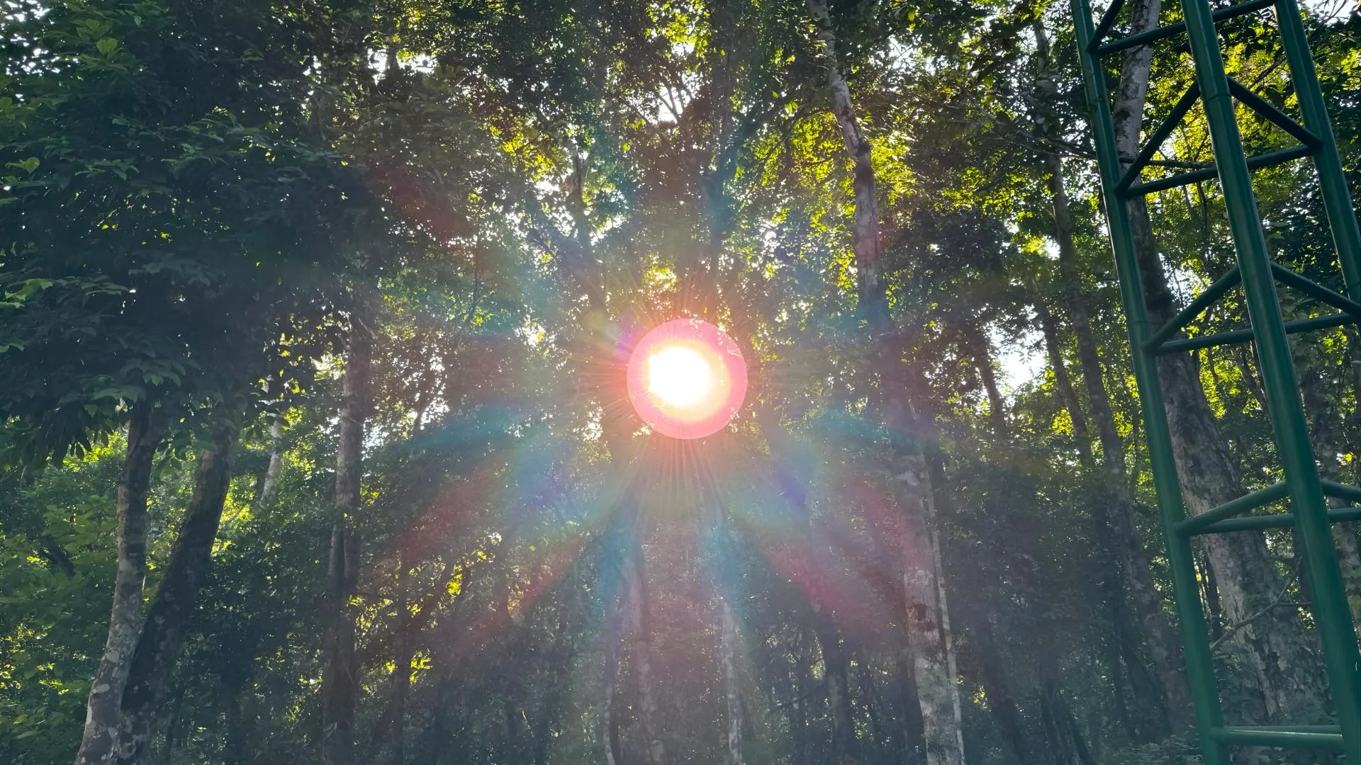 Sunlight shining through dense forest trees with a green metal structure visible on the right.