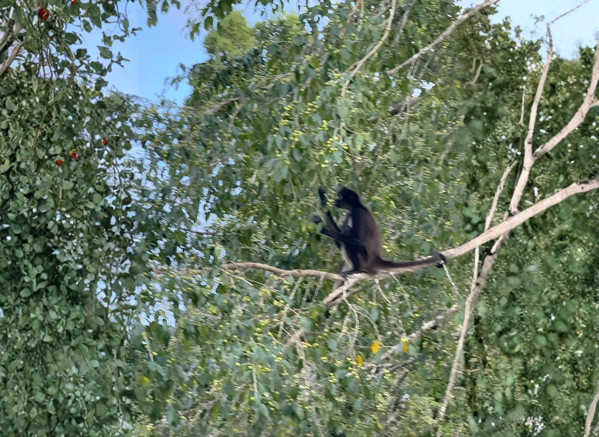 A monkey sitting on a tree branch surrounded by dense green foliage under a clear blue sky.